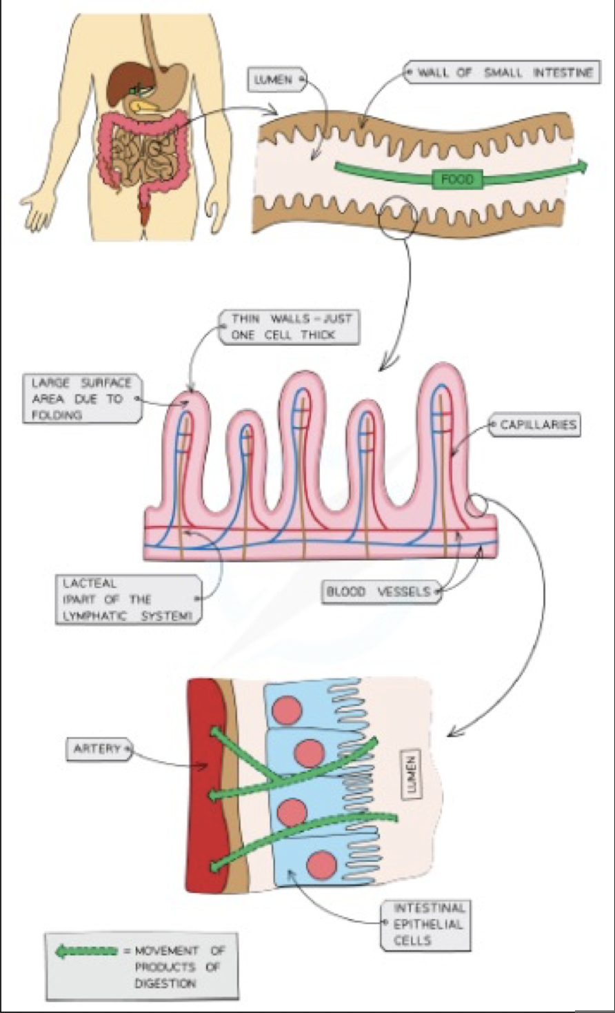 villi